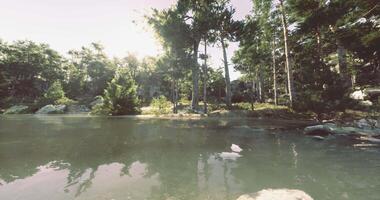 CGI Serene landscape with water, trees, and sunlight in a tranquil setting video