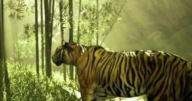 CGI Tiger prowling through lush bamboo forest in the golden light video