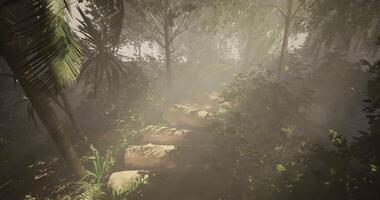 CGI Exploring a misty forest path in the early morning light video