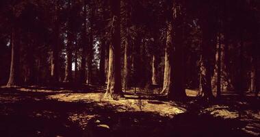 CGI Dense forest with towering trees and subtle sunlight filtering through video