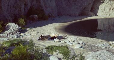 CGI Serene riverbank with white stones and green foliage in soft sunlight video
