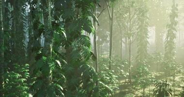 CGI Lush green forest with sunlight filtering through foliage in peaceful setting video