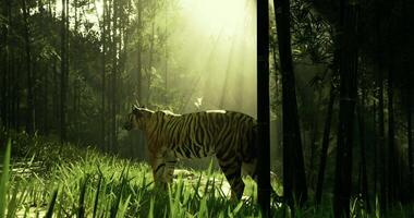 CGI Majestic tiger roaming through a lush green forest at dawn video