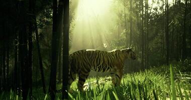 CGI Majestic tiger roaming through lush green forest at golden hour video