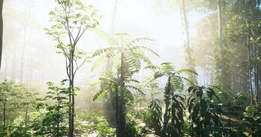 CGI Sunlight filters through lush trees in a vibrant forest at dawn video
