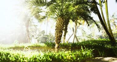 CGI Lush greenery and palm trees bask in sunlight in tropical paradise setting video