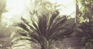 CGI Sunlight filters through tropical foliage in a serene jungle setting video