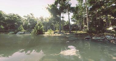 CGI Calm waters reflect trees and sunlight in serene forest landscape setting video