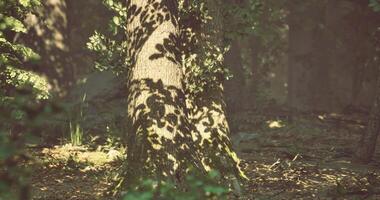 CGI Sunlight casting playful shadows on a tree in a peaceful forest setting video