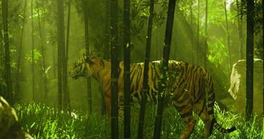 CGI Majestic tiger roaming through lush bamboo forest in soft, dappled light video