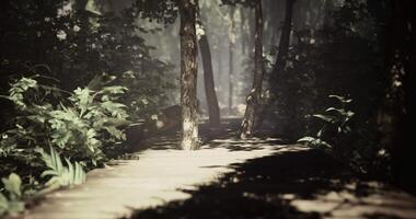 CGI Path through a serene forest with dappled sunlight shining through trees video