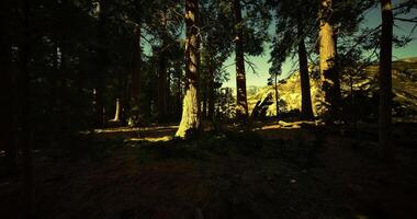 CGI Sunlight filters through tall trees in a dense forest during afternoon hours video