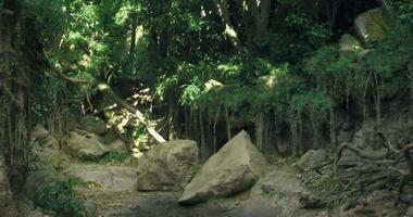 CGI Lush forest path with large boulders under dense tree canopy video