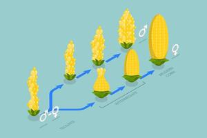 3D Isometric Flat Conceptual Illustration of Artificial Selection, Genetic Engineering vector