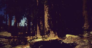 CGI Sunlight filters through tall trees in a serene forest setting near mountains video