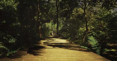 CGI Walk along a serene wooden path in a vibrant tropical forest video