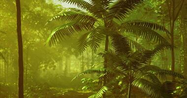 CGI Lush green foliage in a serene forest with soft golden light filtering through video
