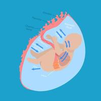 3D Isometric Flat Conceptual Illustration of Fetal Water Flow, Medical Unborn Baby Functionality vector