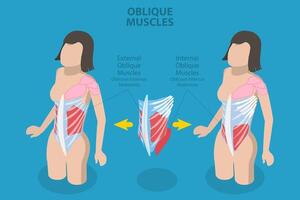3D Isometric Flat Conceptual Illustration of Internal Oblique Muscles, Anatomical Scheme vector
