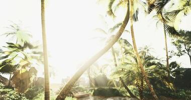 CGI Sunlight filters through palm trees in a tropical paradise during midday video