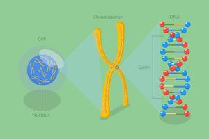 3D Isometric Flat Conceptual Illustration of Molecular Biology, Cell Structure vector