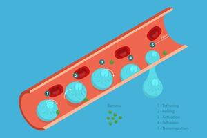 3D Isometric Flat Conceptual Illustration of Leukocyte Adhesion And Migration, Medical Educational Diagram vector