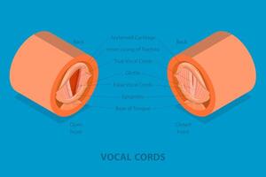 3D Isometric Flat Conceptual Illustration of Vocal Cords, Educational Medical Scheme vector