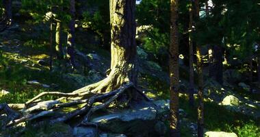 CGI Afternoon sunlight filters through trees in a tranquil forest video