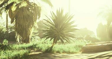 CGI Sunlight filters through tropical foliage in a serene natural setting video