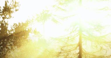 CGI Sunlight streaming through trees in a forest at golden hour video