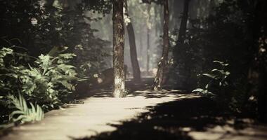 CGI Mysterious pathway through lush forest under soft morning light video