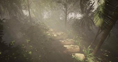 CGI Lush forest pathway leading through misty greenery and sunlight video