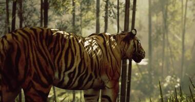 CGI Majestic tiger walking through a sunlit forest in the early morning hours video