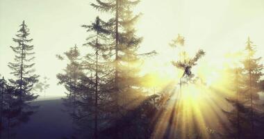 CGI Sunlight breaks through tree branches in a serene forest at dawn video
