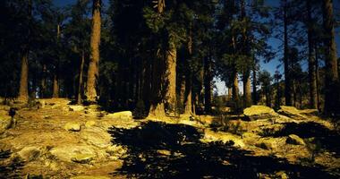CGI Sunlight filters through tall trees in a serene forest landscape during midday video