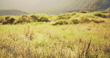 CGI Golden grasses sway gently in the warm sunlight near a serene landscape video