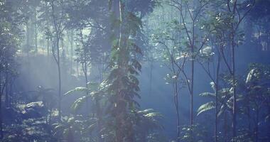 CGI Sunlight filtering through lush forest foliage in a serene environment video