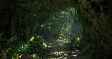 CGI Lush tropical forest path with sunlight filtering through foliage at midday video