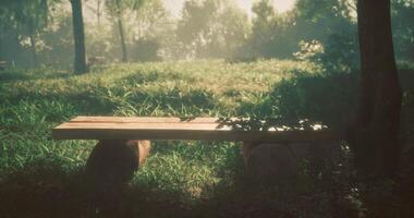 CGI Serene wooden bench in lush green forest during golden hour light video