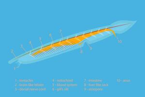 3D Isometric Flat Conceptual Illustration of Branchiostoma Lanceolatum Anatomy Scheme, Translucent Fish-like Animal vector