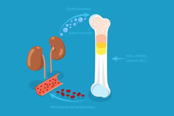 3D Isometric Flat Conceptual Illustration of Erythropoietin, EPO Production From Kidney