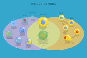 Diagram showing immune response components vector