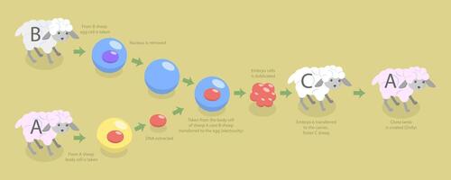 Illustration of sheep cloning process vector