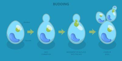 Diagram of the cellular budding process vector