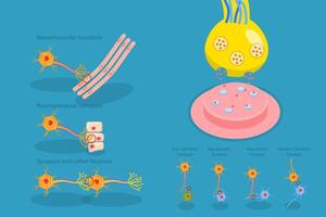 3D Isometric Flat Conceptual Illustration of Synapse, Neuromuscular Junction vector