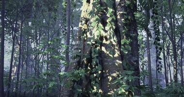 CGI Sunlight filters through tall trees in a lush, tranquil forest video
