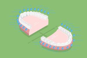 3D Isometric Flat Conceptual Illustration of Teeth Numbers , Dentist Numbering System vector