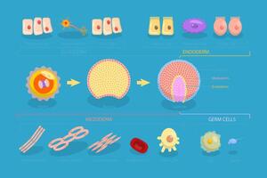 3D Isometric Flat Conceptual Illustration of Endoderm, Mesoderm And Ectoderm, Educational Diagram vector