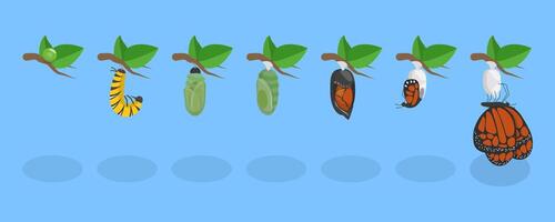 3D Isometric Flat Conceptual Illustration of Butterfly Metamorphosis, 7 Steps Life Cycle vector