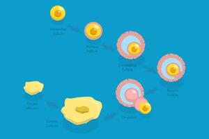 3D Isometric Flat Conceptual Illustration of Menstrual Cycle, Luteal and Follicular Phases vector